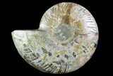 Cut Ammonite Fossil (Half) - Agatized #97742-1